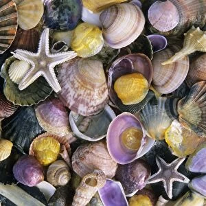 Atlantic Mixed Shells - and starfish, on beach in Coto Donana National Park, Andalucia, South Spain
