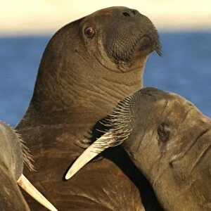 Atlantic / Whiskered Walrus - aggression / fighting North Spitzbergen. Svalbard