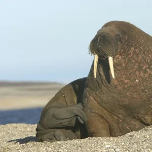 Atlantic / Whiskered Walrus - scarred male resting on beach. North Spitzbergen. Svalbard