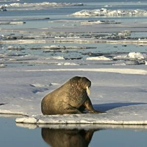 Atlantic / Whiskered Walrus - scarred male resting at edge of ice floe. North Spitzbergen. Svalbard