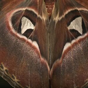 Atlas Moth - Detail of the wings. Malaysia