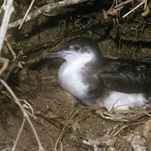 Audubon's Shearwater - on nest