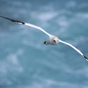 Australasian Gannet in flight soaring above the ocean Muriwai Regional Park, Auckland, North Island, New Zealand