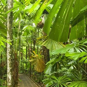 Australia - Path in rainforest - a boardwalk crosses a dense stand of Licuala Fan Palms in lush tropical rainforest. The beautiful shaped leaves of this palm catch the eye at once