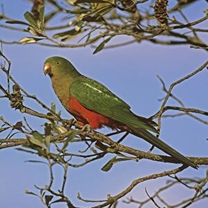 Australian King Parrot - female Murramarang National Park, New South Wales, Australia JFL17256