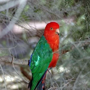 Australian King-Parrot male. (Female has green head, neck and breast. ) Kalbarri, W. Australia, in bird park. Distribution E. Australia
