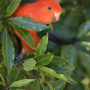 Australian King Parrot - portrait of an adult male sitting on a tree in lush subtropical rainforest looking down curiously - Lamington National Park, Central Eastern Australian Rainforest World Heritage Area, Queensland, Australia