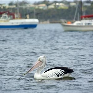 Australian Pelican - adult pelican swims in harbour of St. Helens in front of seveal fishing boats - St. Helens, Tasmania, Australia