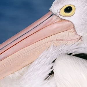 Australian Pelican Kangaroo Island, South Australia