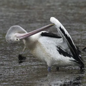 Australian Pelican Preening Lake Waggaboonyah, Mt Gordon, Queensland, Australia