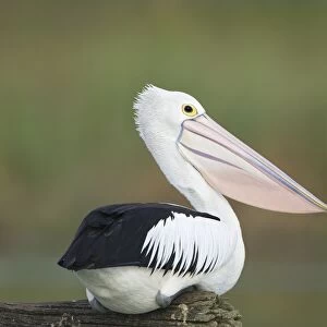 Australian Pelican Sitting on a favourite perch overhanging a freshwater lake. Queensland, Australia