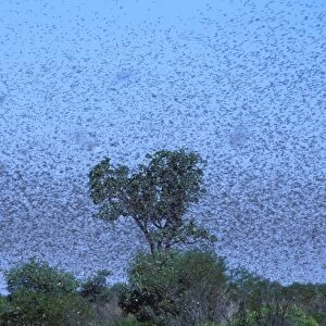 Australian Plague Locust - swarm that took twenty minutes to pass Near Port Hedland, Pilbara region, Western Australia CAR00132
