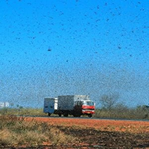 Australian Plague Locust - swarm that took twenty minutes to pass Near Port Hedland, Pilbara region, Western Australia CAR00131