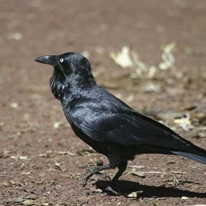 Australian Raven - Wilpena Pound, Flinders Ranges, South Australia