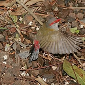 Australian Red-browed Finch - in flight low above ground - Bunya Mountains National Park, Queensland, Australia 20091001Da_EL_189