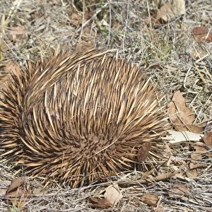 Australian Short-beaked Echidna - Rolled into a protective ball. Found throughout most of Australia where adults are solitary except during the winter breeding season