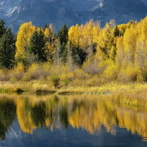 Autumn cottonwood trees reflecting on beaver pond, Schwabacher Landing, Grand Teton National Park, Wyoming Date: 29-09-2021 Autumn cottonwood trees reflecting on beaver pond, Schwabacher Landing, Grand Teton National Park, Wyoming Date: 29-09-2021