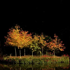 Autumn - first tints of autumn colour on an island of saplings on a tranquil lake