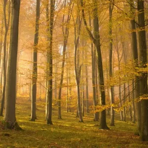 autumn forest - the low morning sun casts sunrays into a brightly autumn coloured beech forest. Still lingering morning fog creates a romantic atmosphere - Baden-Wuerttemberg, Germany autumn forest - the low morning sun casts sunrays into a brightly autumn coloured beech forest. Still lingering morning fog creates a romantic atmosphere - Baden-Wuerttemberg, Germany