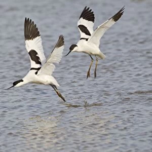 Avocet - courtship chase in flight - Cley - Norfolk - UK 12276