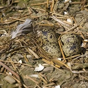 Avocet - Eggs in nest - Pensthorpe Conservation Centre Fakenham Norfolk UK