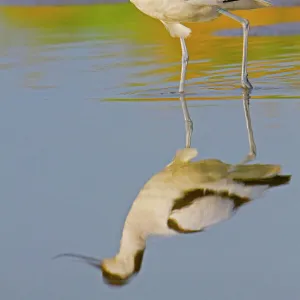 Avocet - Texel - Netherlands