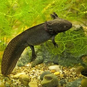 Axolotl - swimming in aquarium UK
