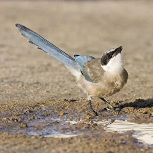 Azure-winged Magpie - Juvenile drinking from puddle of water - Extremadura - Spain