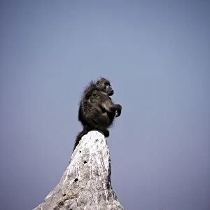 Baboon - sentry lookout - Botswana