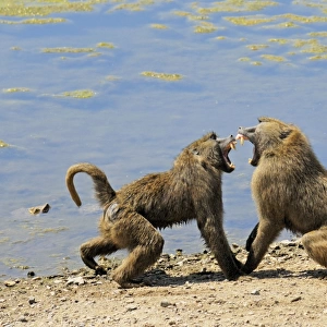 baboons fighting, Zoo Gelsenkirchen, Germany