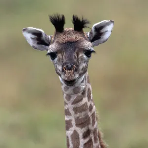 BABY GIRAFFE - close-up of head and neck