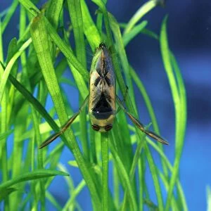 Backswimmer resting on waterplants back view