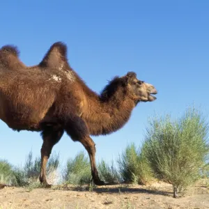 Bactrian Camel Gobi desert, Mongolia