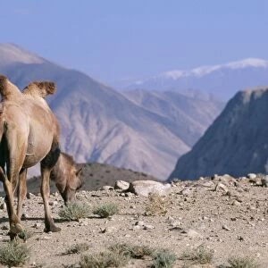 Bactrian Camel WAT 5560 Pamir Plateau, Gobi Desert Xinjiang China Camelus bactrianus © M. Watson / ARDEA LONDON