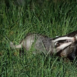 Badger - Adult with young, Somerset - England