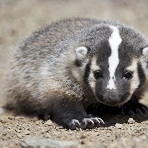 Badger / American Badger - Juvenile - Photographed in the mountains of Eastern Nevada - USA - Range - North America