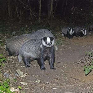 Badger - social group - Essex