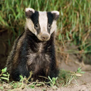 Badger - young Lincolnshire, UK
