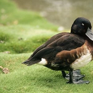 Baer's Pochard Duck - male