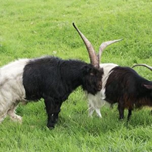 Bagot Goat - male and female on meadow, Lower Saxony, Germany
