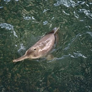 Baiji - Also known as: Chinese river dolphin, Yangtze River dolphin, white flag dolphin and whitefin dolphin. Wuhan China
