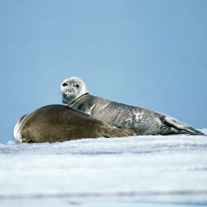 Baikal / Nerpa Seal - endemic to lake Baikal Russia Latin formerly know as Pusa sibirica