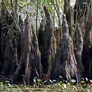 Bald Cypress Trees Knees - in Louisiana Swamp - Growths with function being unclear but thought to be helpful in respiration Louisiana - USA