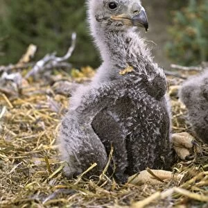 Bald Eagle chick (Eaglet) - In nest May BE1696