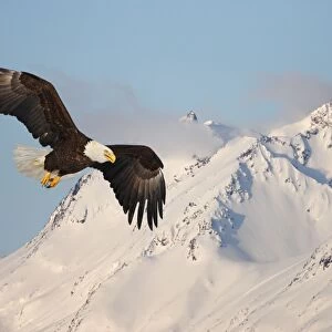 Bald Eagle - in flight. Homer - Kenai Peninsula - Alaska - USA