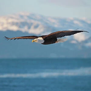 Bald Eagle flying over the ocean, snow mountain in the distance, Homer, Alaska, USA Date: 04-03-2012