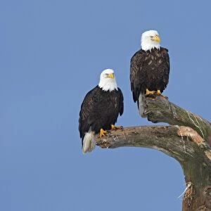 Bald Eagle - group perched on branches. Homer - Kenai Peninsula - Alaska - USA
