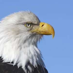 Bald Eagle. Homer - Kenai Peninsula - Alaska - USA Bald Eagle. Homer - Kenai Peninsula - Alaska - USA