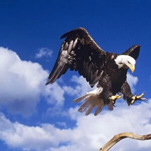 Bald Eagle Landing