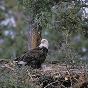 Bald eagle - At nest with young eaglets May Western N. A